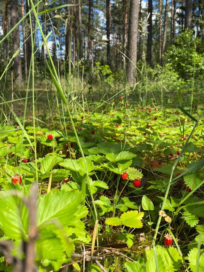 Villa Rojaus Slenis Druskininkai Esterno foto